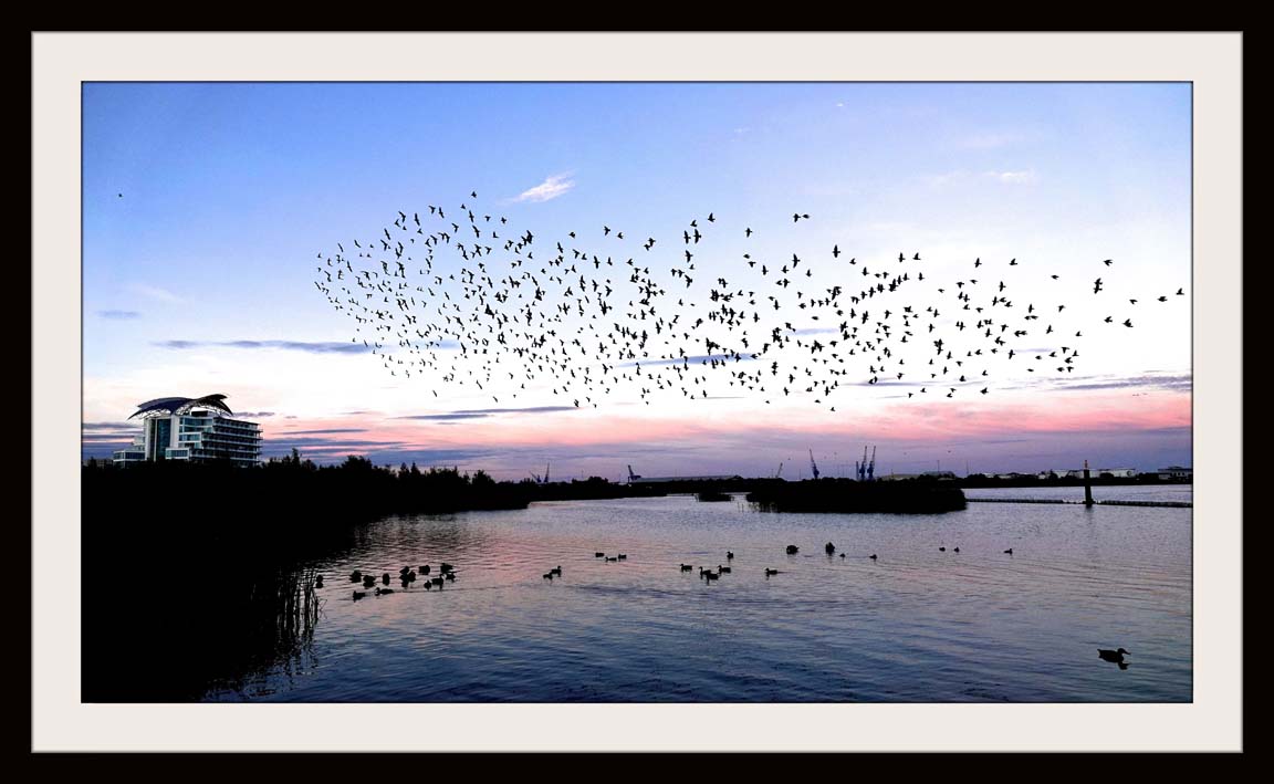 Murmerings on Cardiff Bay