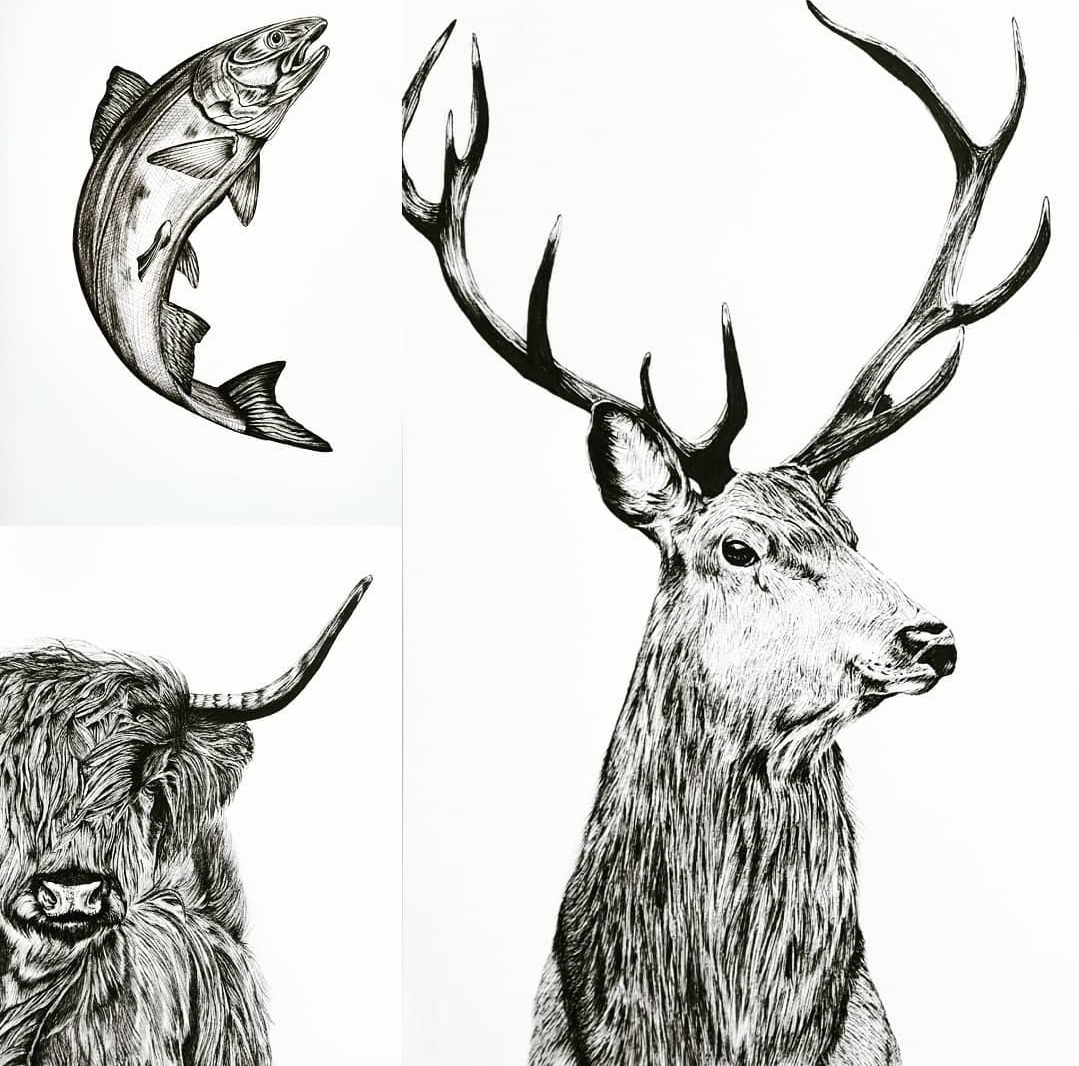 Highland collection- trio of detailed ink drawings of a Highland Cow, a leaping salmon and a stag. 